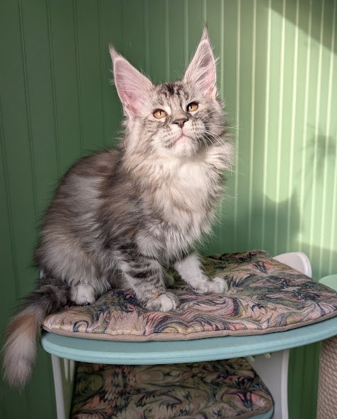 Fiammetta Monterini - Kitten maine-coon 2 months 4 weeks
