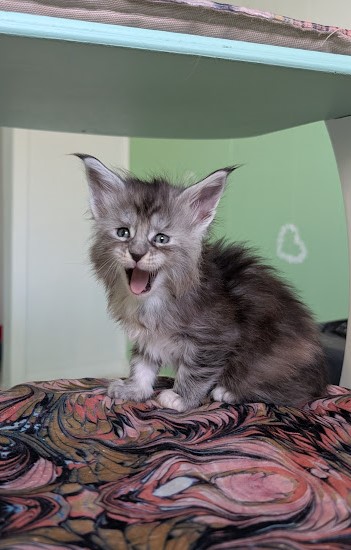 Fiammetta Monterini - Kitten maine-coon 1 month