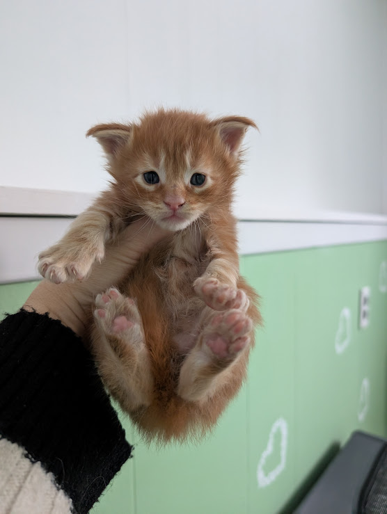 Fahrenheit Monterini - Kitten maine-coon 2.5 weeks