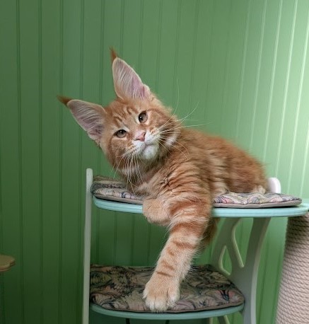 Fahrenheit Monterini - Kitten maine-coon 2 months 4 weeks