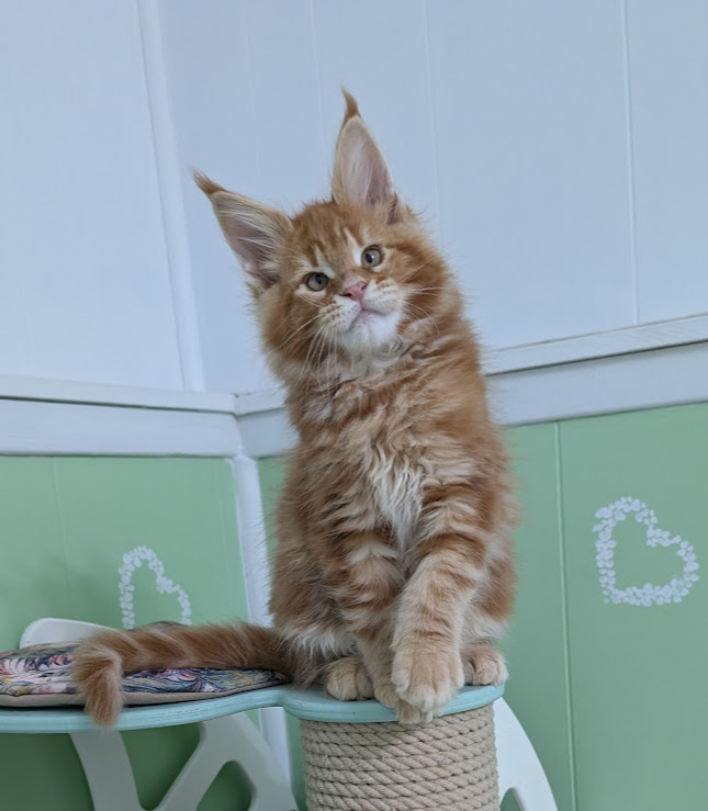 Fahrenheit Monterini - Kitten maine-coon 2 months 4 weeks