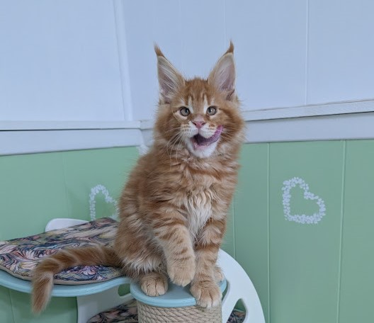 Fahrenheit Monterini - Kitten maine-coon 2 months 4 weeks