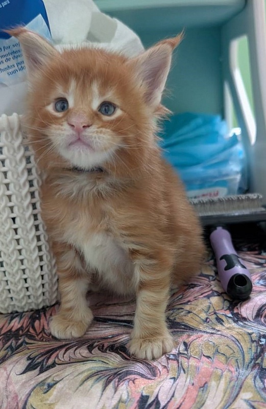 Fahrenheit Monterini - Kitten maine-coon 3 weeks