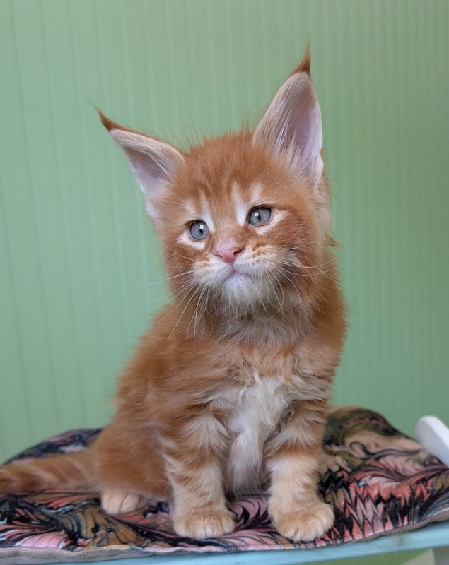 Fahrenheit Monterini - Kitten maine-coon 1 month 1.5 week