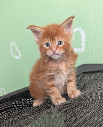 First Flame Monterini - Kitten maine-coon 1 month