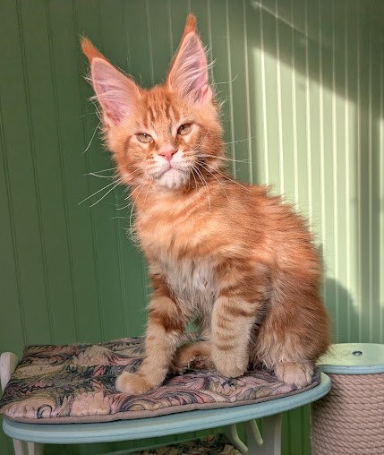 First Flame Monterini - Kitten maine-coon 2 months 4 weeks