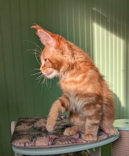 First Flame Monterini - Kitten maine-coon 2 months 4 weeks