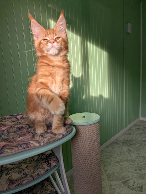 First Flame Monterini - Kitten maine-coon 2 months 4 weeks