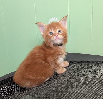 First Flame Monterini - Kitten maine-coon 1 month