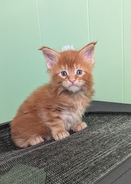 First Flame Monterini - Kitten maine-coon 1 month