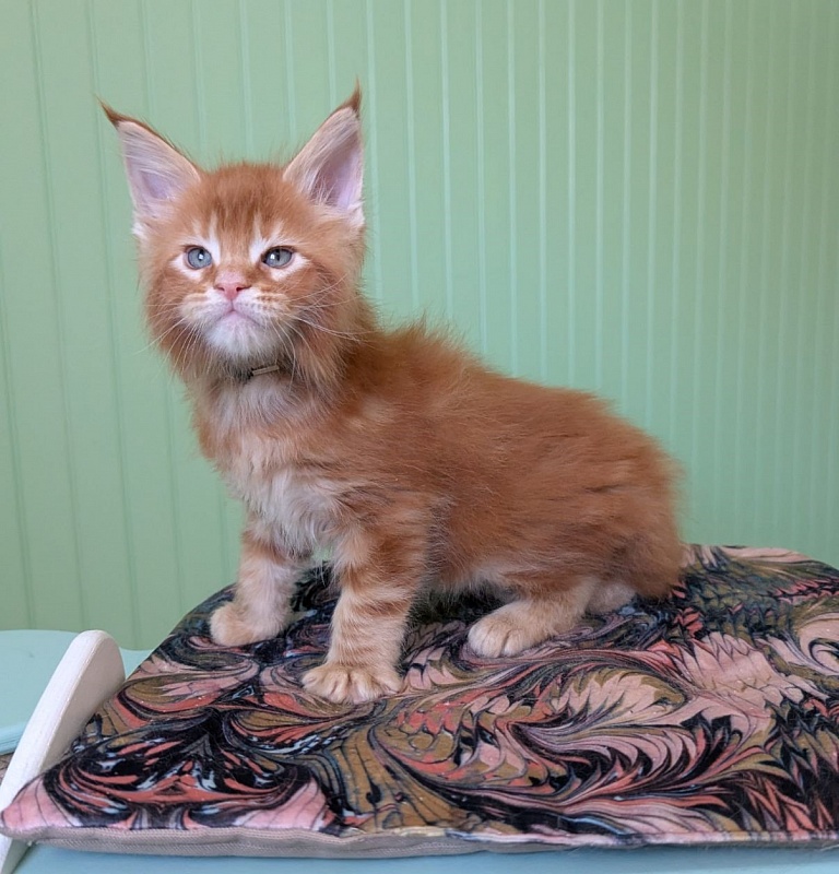 First Flame Monterini - Kitten maine-coon 1 month 1.5 week
