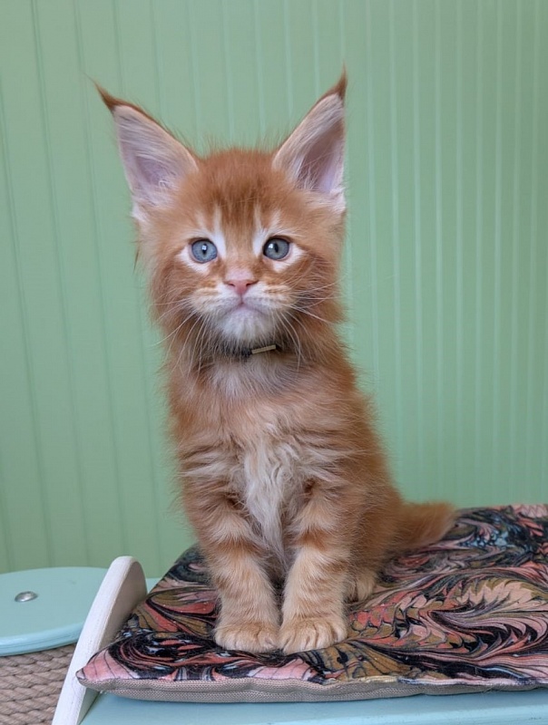 First Flame Monterini - Kitten maine-coon 1 month 1.5 week