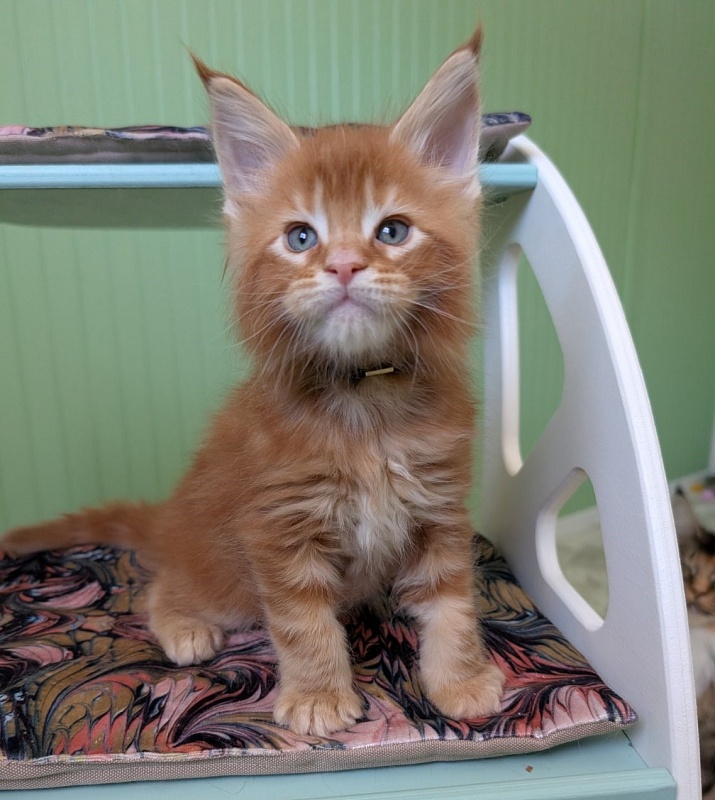First Flame Monterini - Kitten maine-coon 1 month 1.5 week