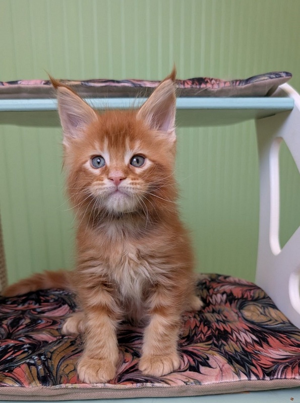 First Flame Monterini - Kitten maine-coon 1 month 1.5 week