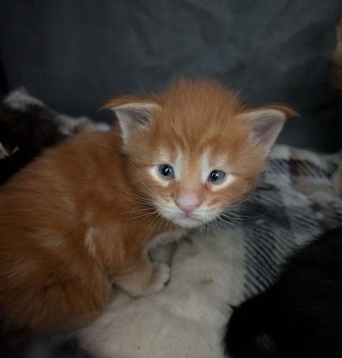 F4 Monterini - Kitten maine-coon 2.5 weeks
