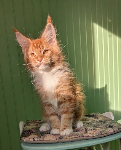 Fox Monterini - Kitten maine-coon 2 months 4 weeks