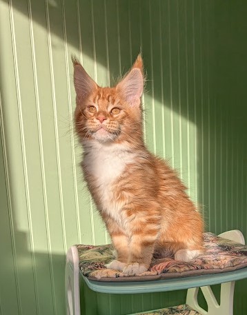 Fox Monterini - Kitten maine-coon 2 months 4 weeks