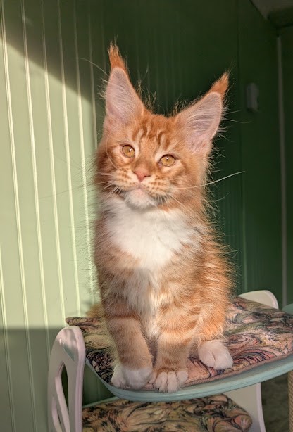 Fox Monterini - Kitten maine-coon 2 months 4 weeks