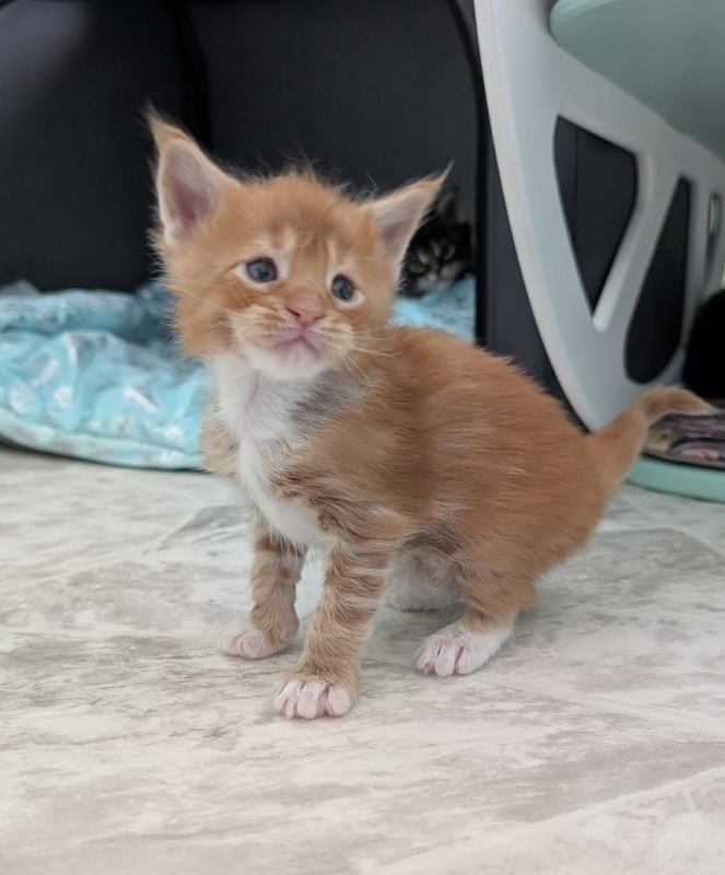 Fox Monterini - Kitten maine-coon 3 weeks