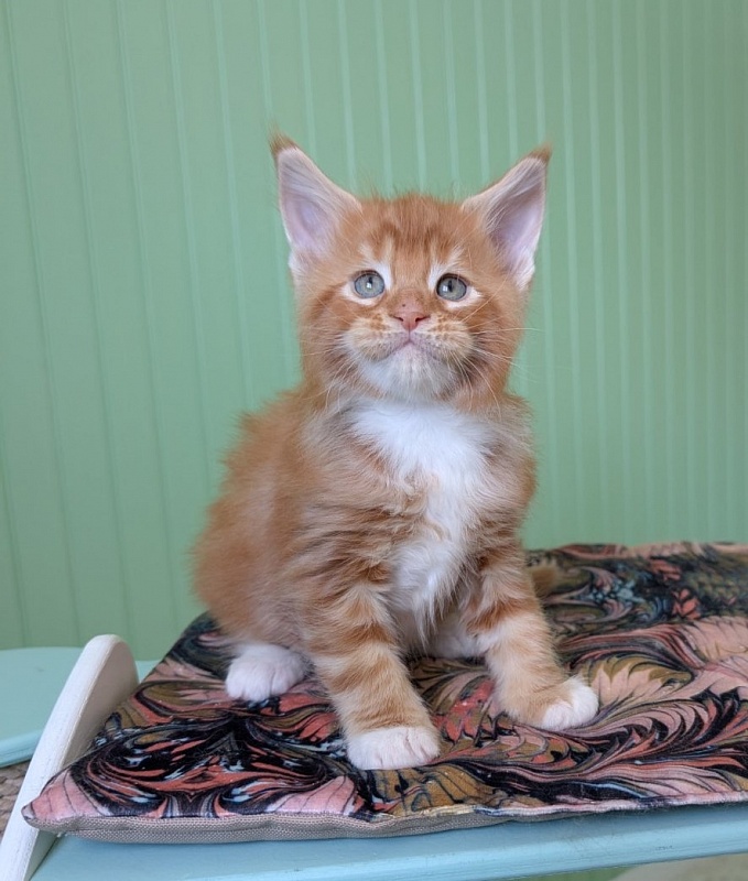 Fox Monterini - Kitten maine-coon 1 month 1.5 week