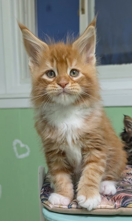 Fox Monterini - Kitten maine-coon 1 month 3 weeks