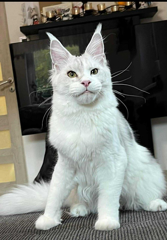 Tygy Viktoria Pride, CZ - maine-coon