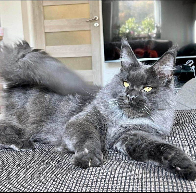 Lorre Lay Viktoria Pride, CZ - maine-coon