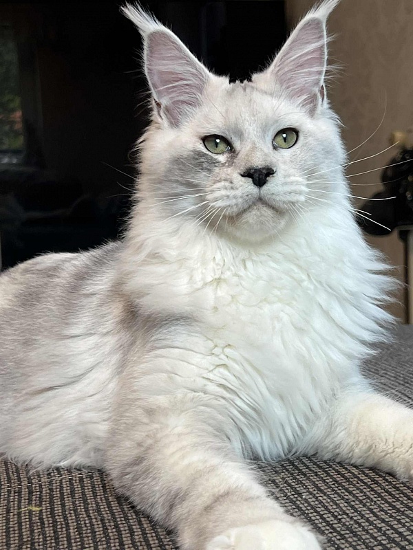 Uranius Viktoria Pride, CZ - Junior maine-coon 7 months 2.5 weeks