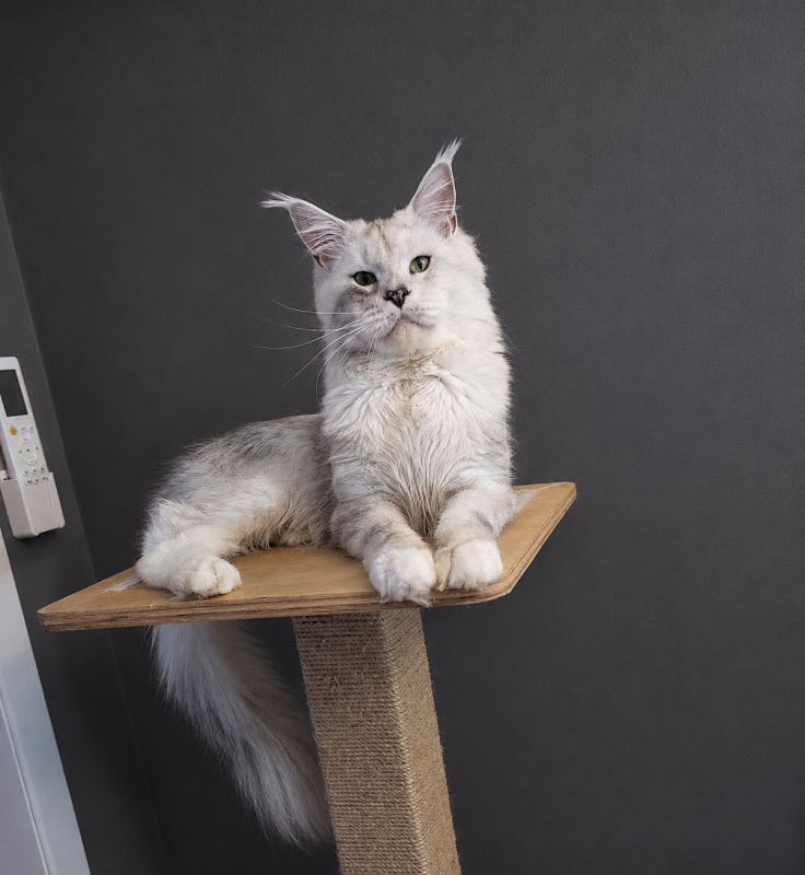 Uranius Viktoria Pride, CZ - Adult maine-coon 1 year 3 months 1.5 week