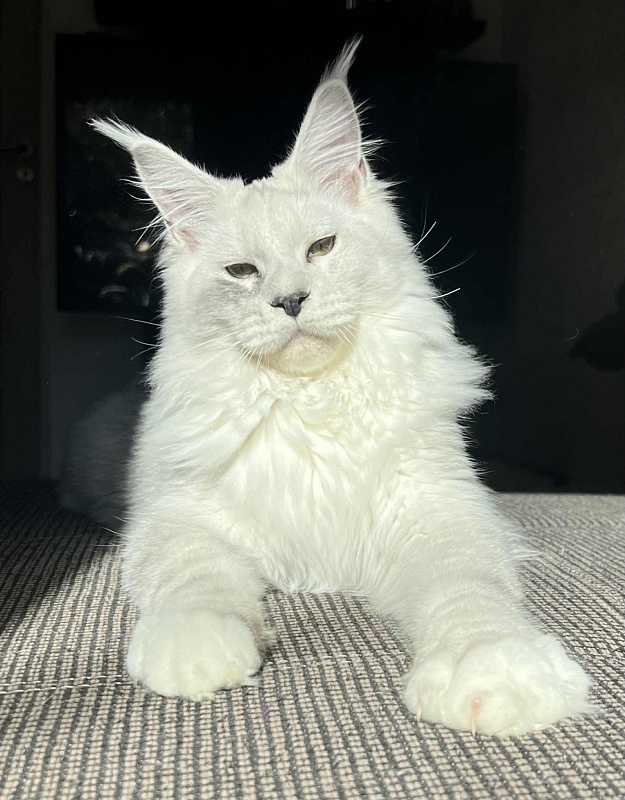 Uranius Viktoria Pride, CZ - Junior maine-coon 7 months 2.5 weeks