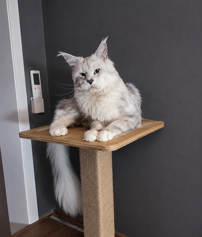 Uranius Viktoria Pride, CZ - Adult maine-coon 1 year 3 months 1.5 week
