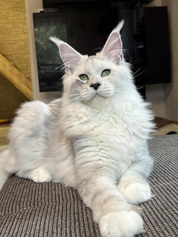Uranius Viktoria Pride, CZ - Junior maine-coon 7 months 2.5 weeks