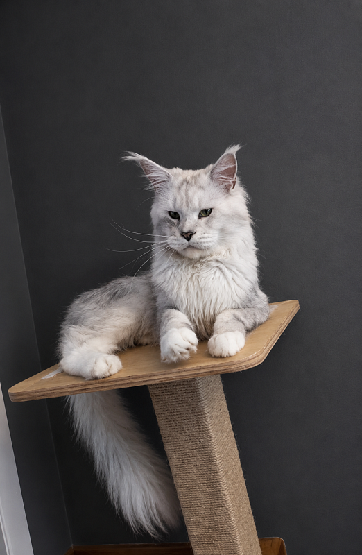 Uranius Viktoria Pride, CZ - Adult maine-coon 1 year 3 months 1.5 week