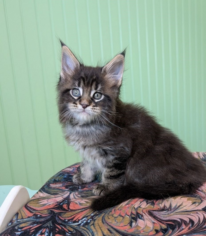 Finlandia Monterini - Kitten maine-coon 1 month 1.5 week