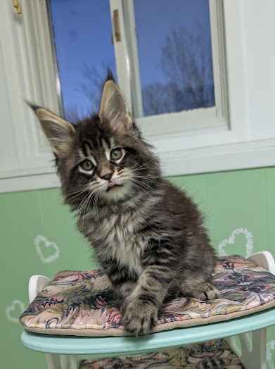 Finlandia Monterini - Kitten maine-coon 1 month 3 weeks