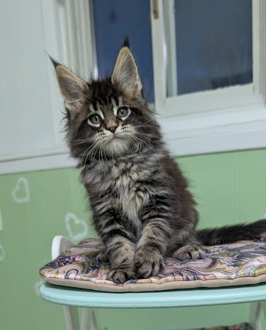 Finlandia Monterini - Kitten maine-coon 1 month 3 weeks