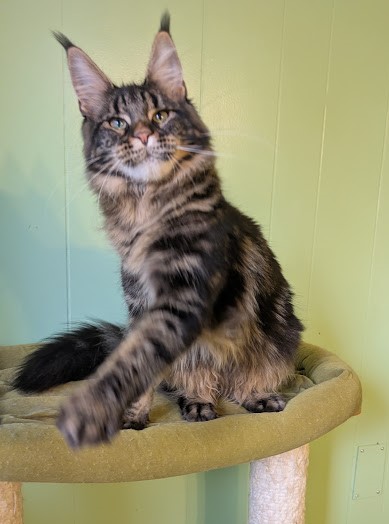 Finlandia Monterini - Junior maine-coon 7 months 1 week