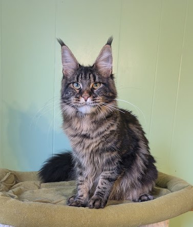 Finlandia Monterini - Junior maine-coon 7 months 1 week