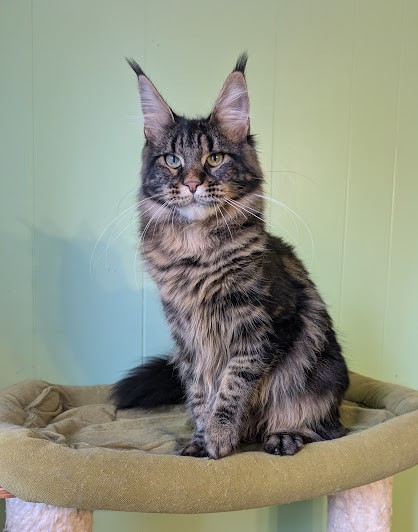 Finlandia Monterini - Junior maine-coon 7 months 1 week