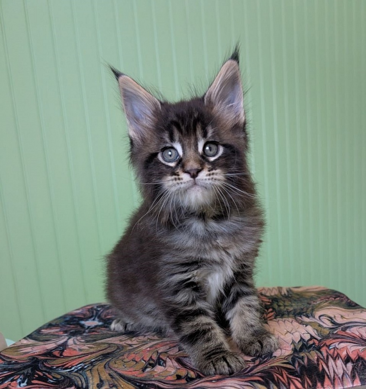 Finlandia Monterini - Kitten maine-coon 1 month 1.5 week