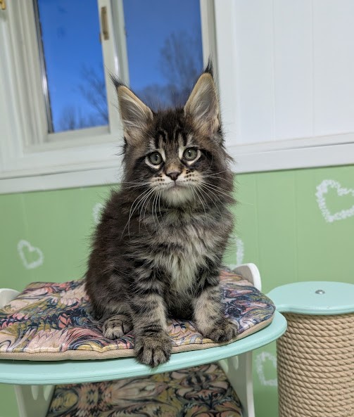 Finlandia Monterini - Kitten maine-coon 1 month 3 weeks