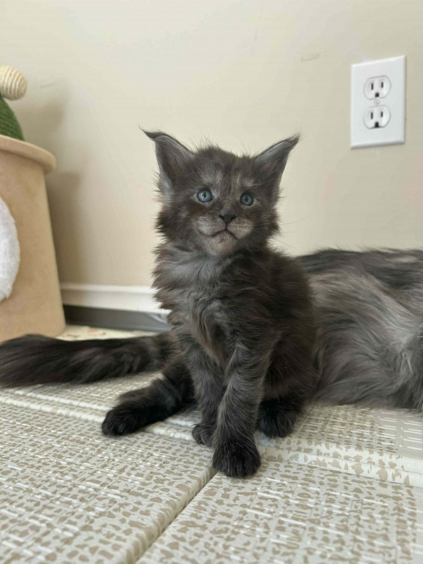 Haze Monterini - Kitten maine-coon 4 weeks