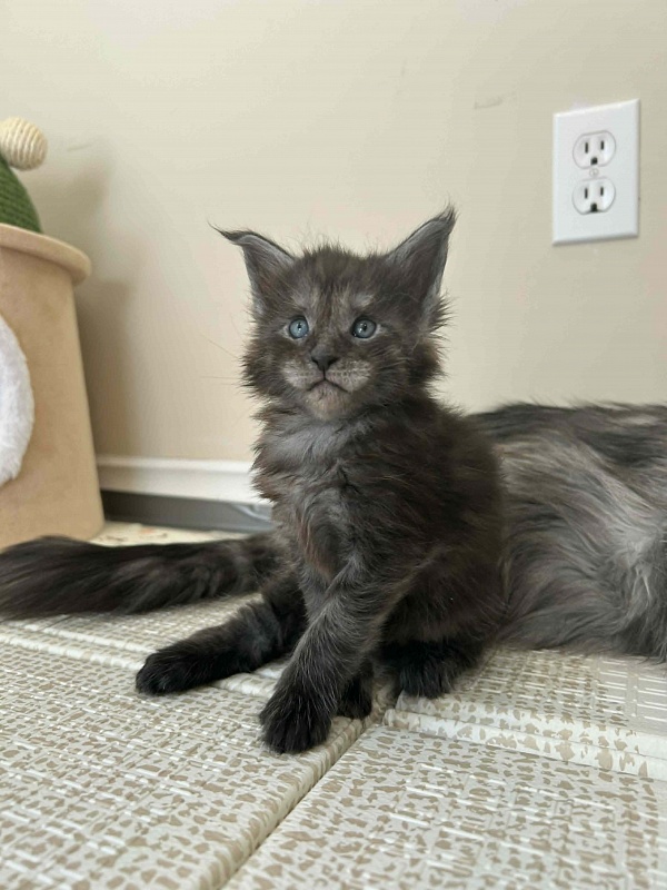 Haze Monterini - Kitten maine-coon 4 weeks