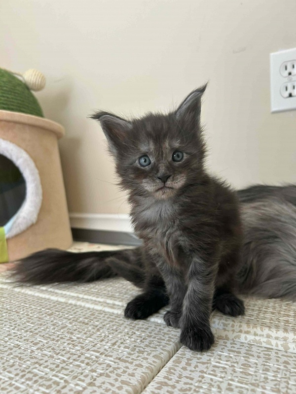 Haze Monterini - Kitten maine-coon 4 weeks