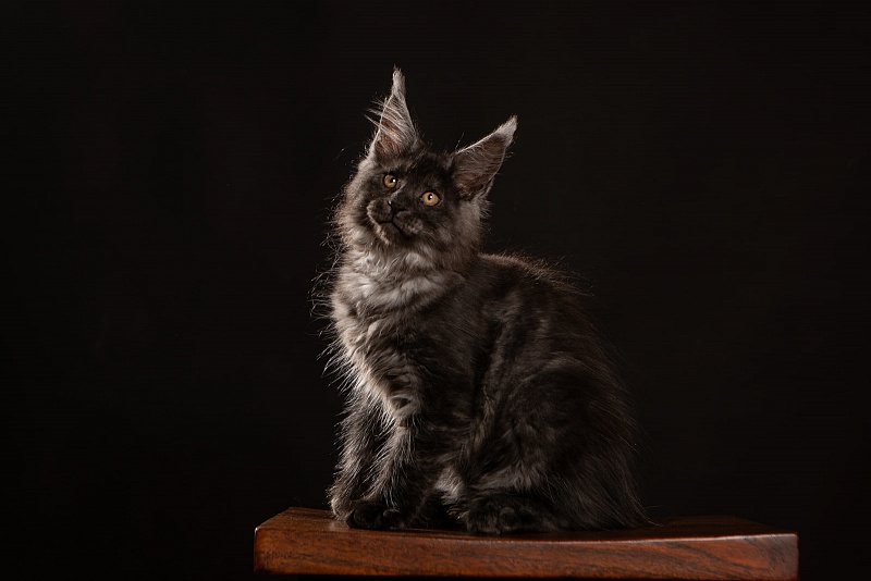 Haze Monterini - Kitten maine-coon 2 months 3.5 weeks