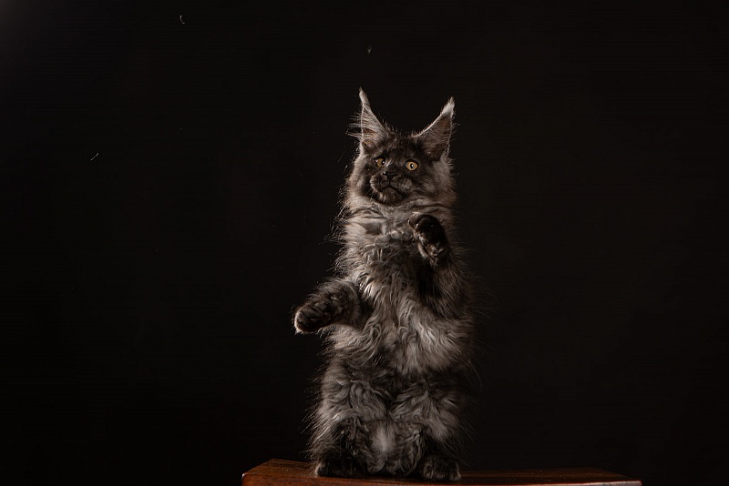 Haze Monterini - Kitten maine-coon 2 months 3.5 weeks