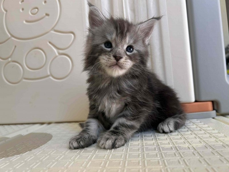 Hamilton Monterini - Kitten maine-coon 4 weeks