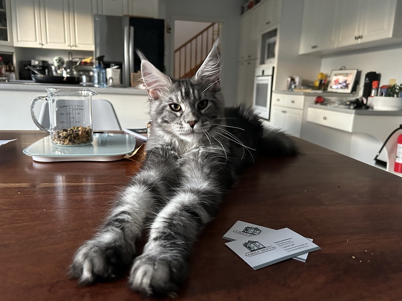 Hamilton Monterini - Kitten maine-coon 5.5 months