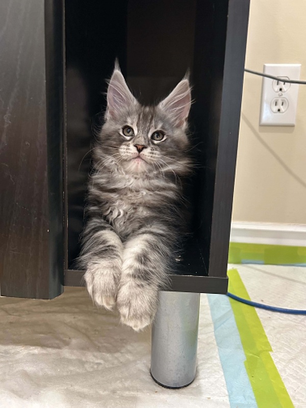 Hamilton Monterini - Kitten maine-coon 2 months 0.5 weeks