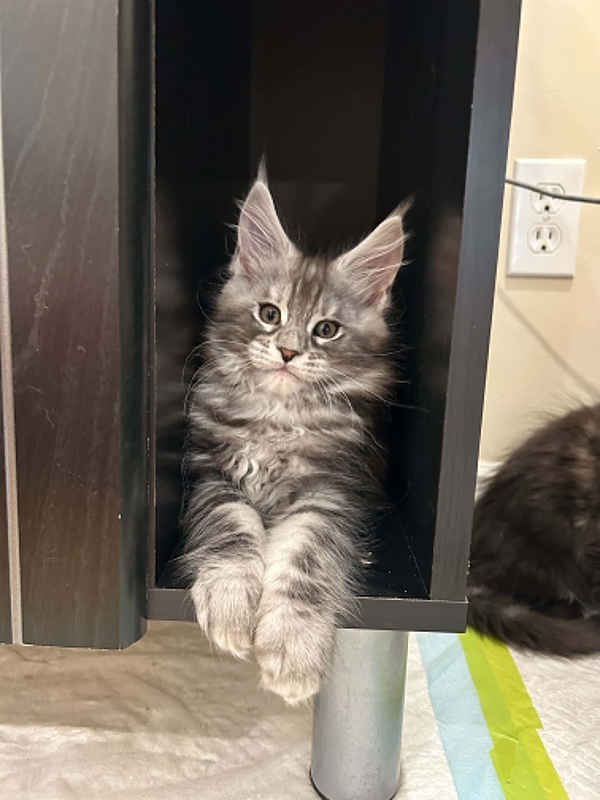 Hamilton Monterini - Kitten maine-coon 2 months 0.5 weeks